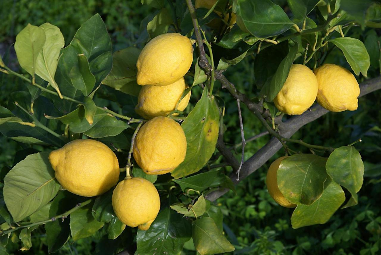 Вилла Il Limoneto Ачиреале Экстерьер фото